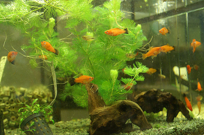 Abbildung - Fische im Aquarium